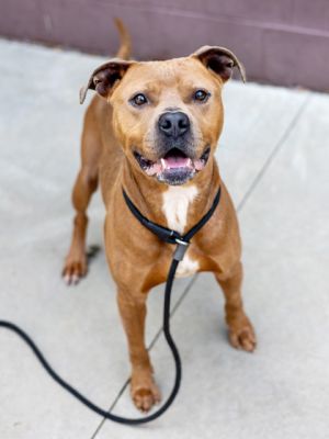 Cool Ranch is a cool guy Hes a nice medium size at 51 lbs and hes 5 years old which
