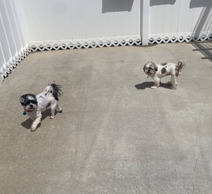PRINCESS & Zeus - Bonded Pair