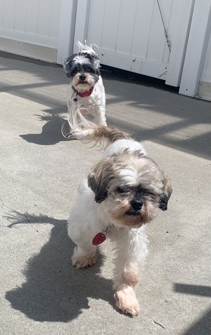 ZEUS & Princess - Bonded Pair