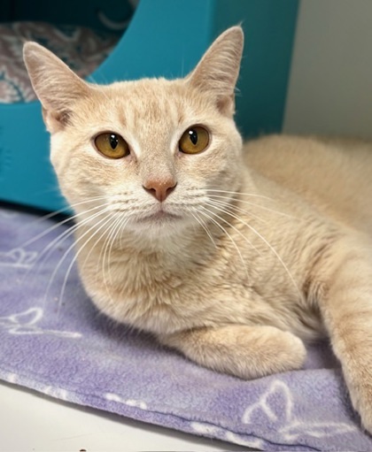 Paula (at PetSmart)
