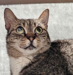 Chrissy, Adult Female Domestic Short Hair