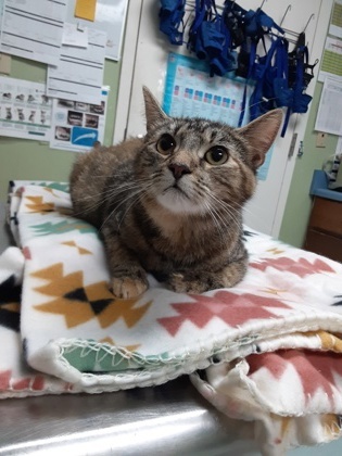 Sylvie