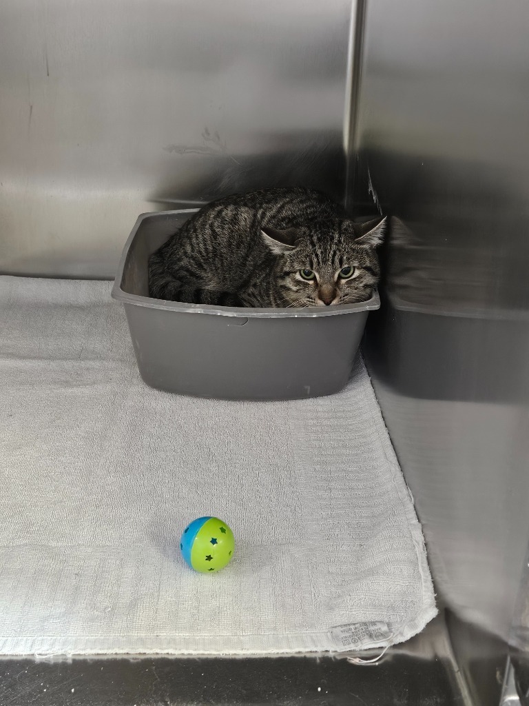 Gracie, an adoptable Domestic Short Hair in Pahrump, NV, 89048 | Photo Image 1