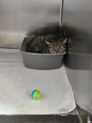 Gracie, Young Female Domestic Short Hair