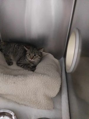 Gracie, an adoptable Domestic Short Hair in Pahrump, NV, 89048 | Photo Image 2