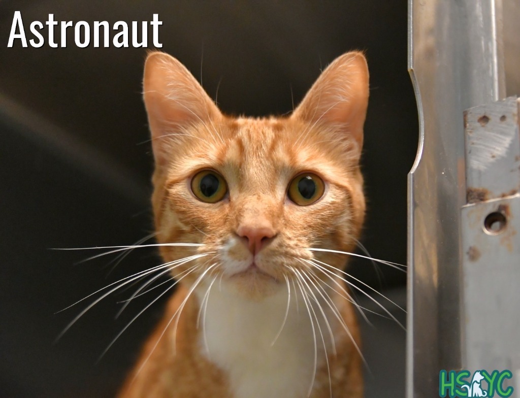 Astronaut