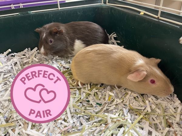 Bina & Brownie (Perfect Pair)