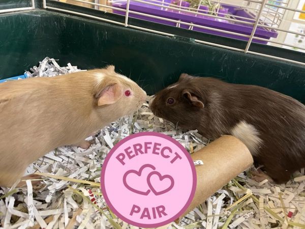 Bina & Brownie (Perfect Pair)