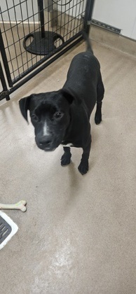 Bohdi FKA Wiggles, an adoptable Labrador Retriever, Mixed Breed in Pendleton, OR, 97801 | Photo Image 1