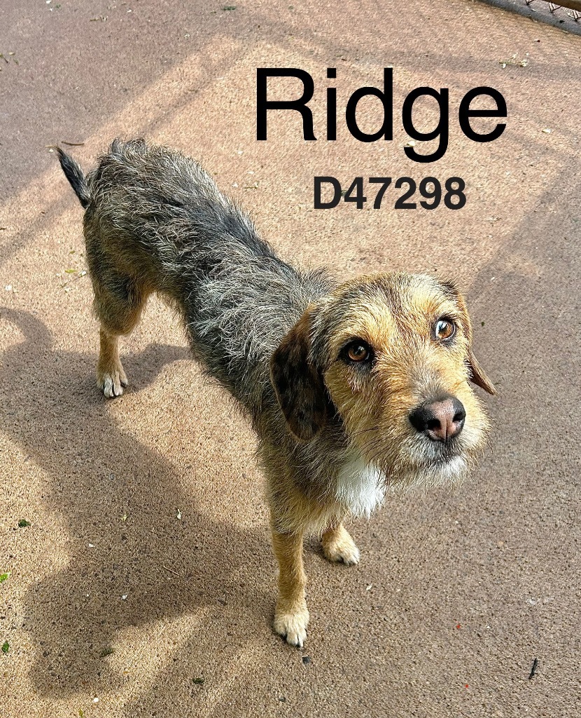 Ridge
