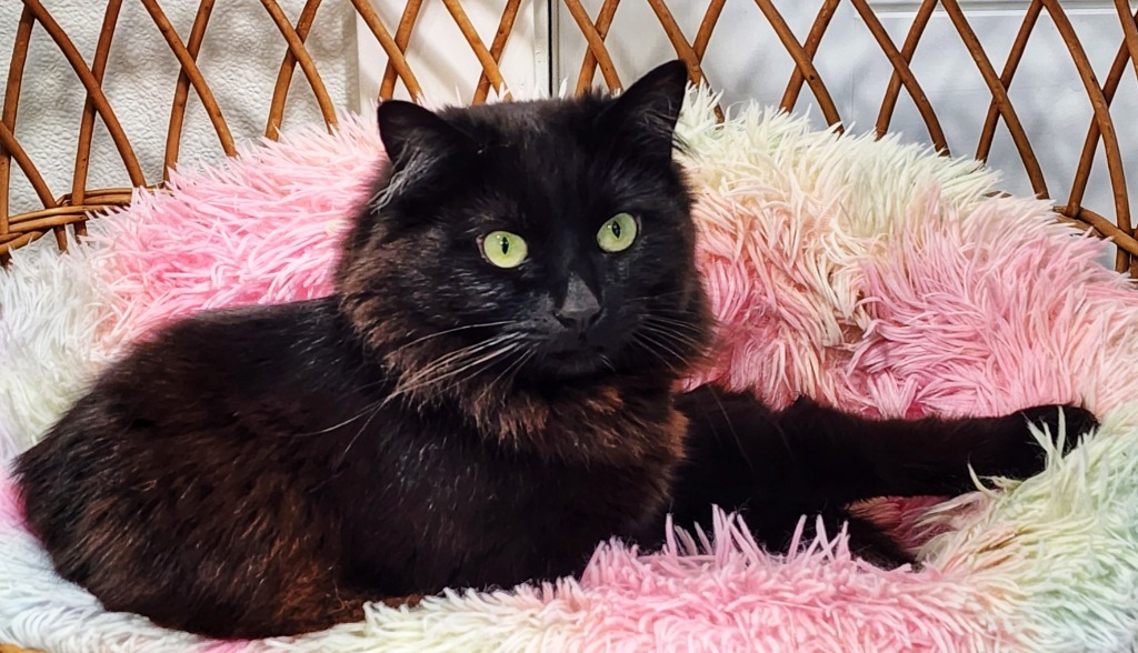 Mona, an adoptable Domestic Medium Hair in Gold Beach, OR, 97444 | Photo Image 1