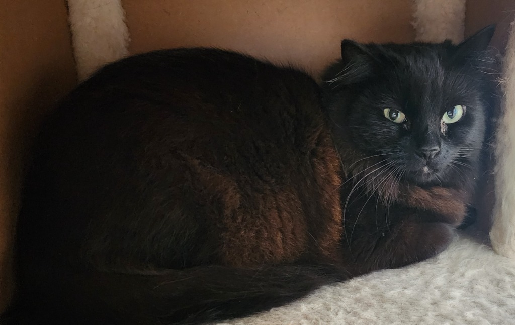 Mona, an adoptable Domestic Medium Hair in Gold Beach, OR, 97444 | Photo Image 2