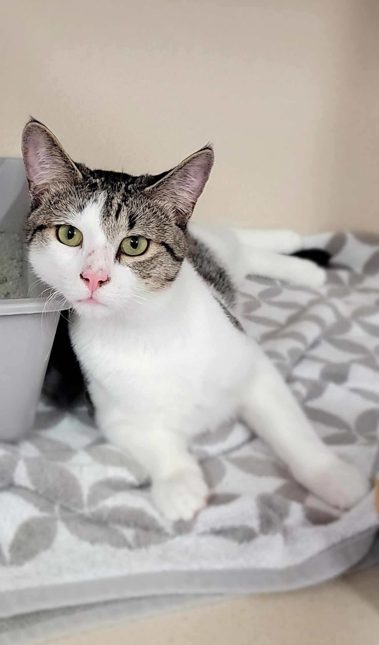 Mr. Chi