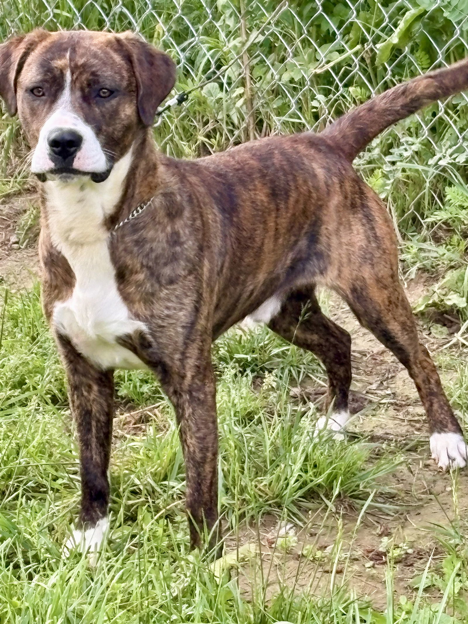 ROSCO