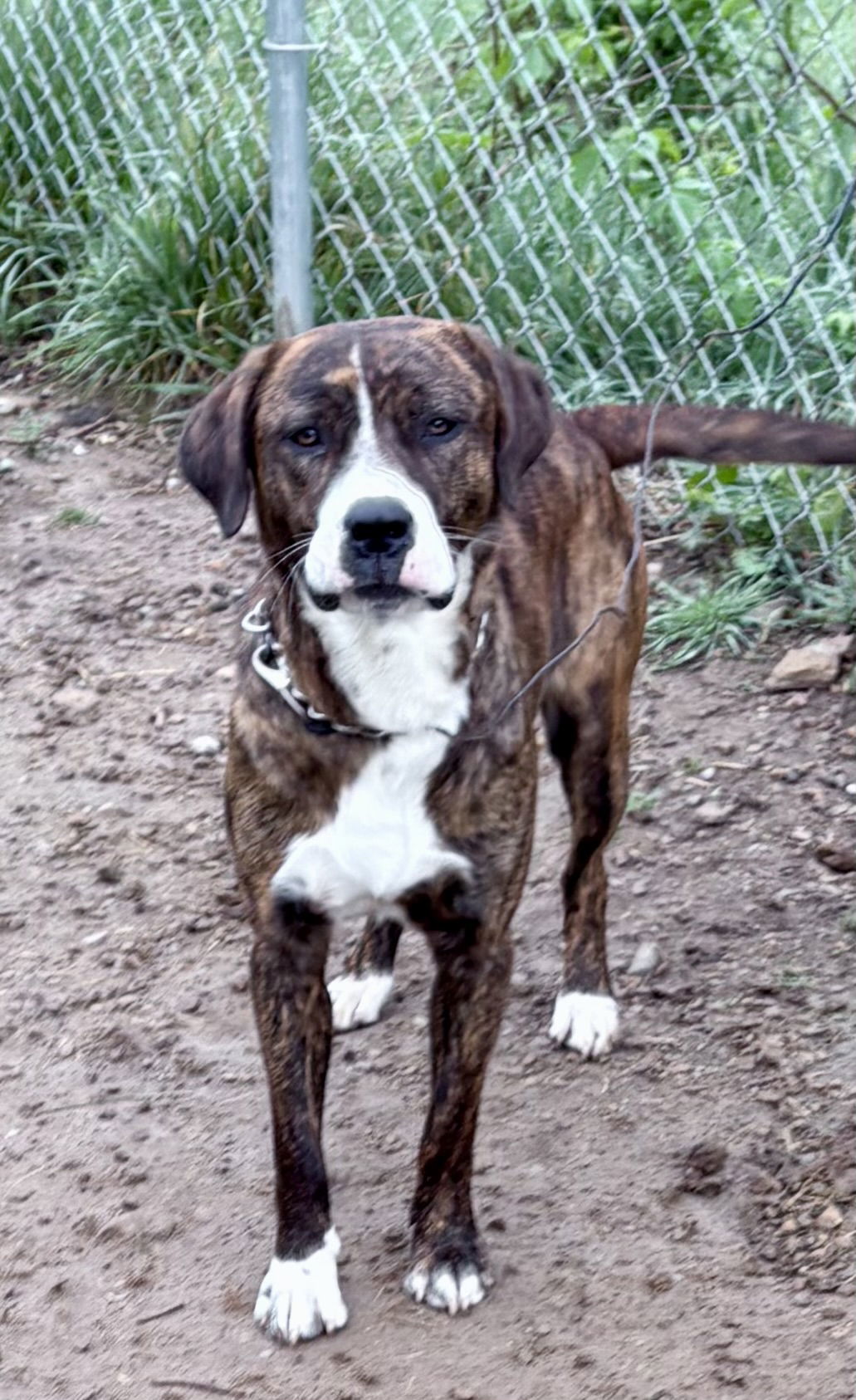ROSCO