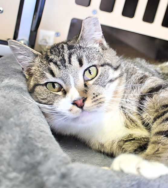 Wookie, an adoptable Domestic Short Hair in Laramie, WY, 82073 | Photo Image 1