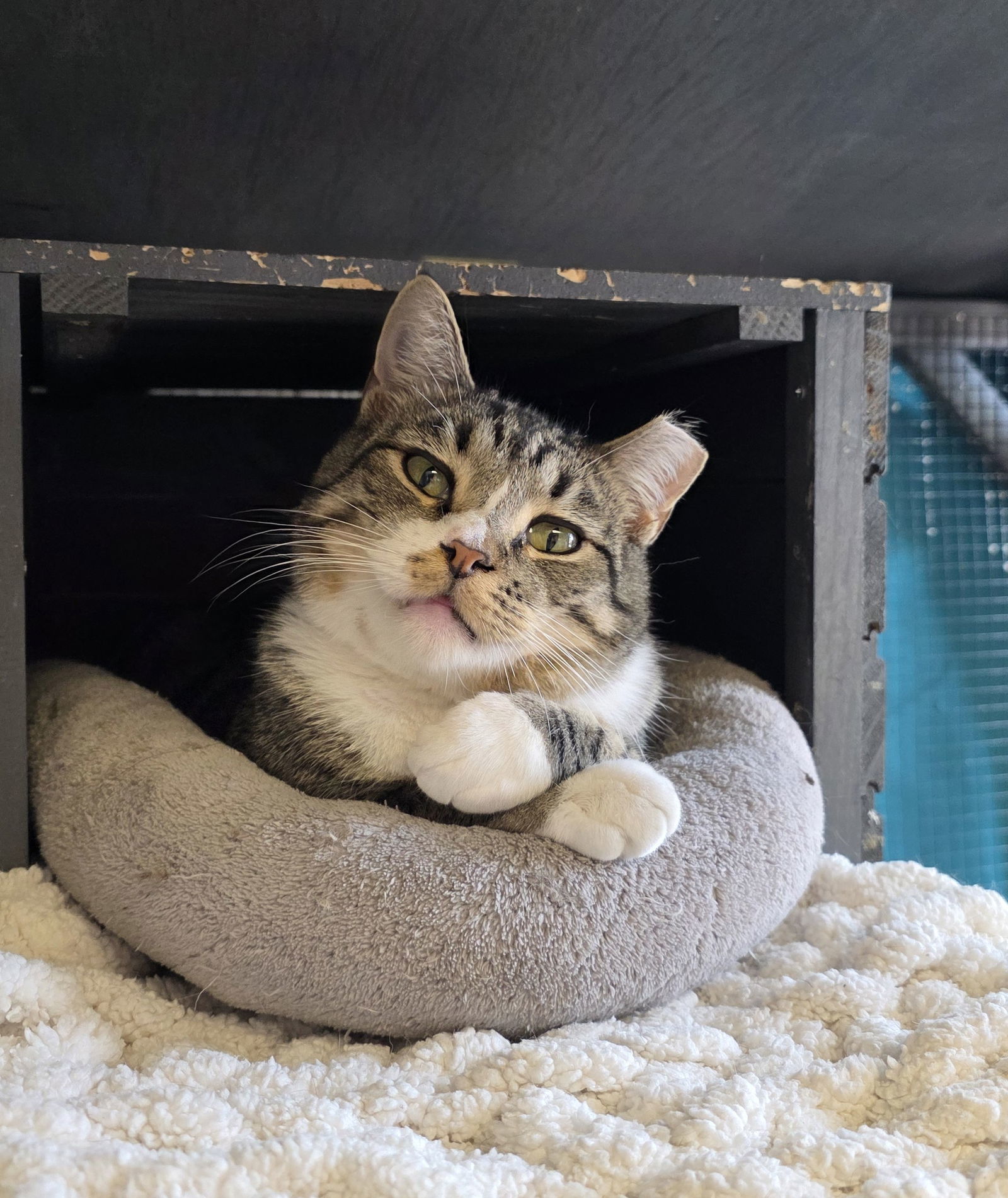 Wookie, an adoptable Domestic Short Hair in Laramie, WY, 82073 | Photo Image 1