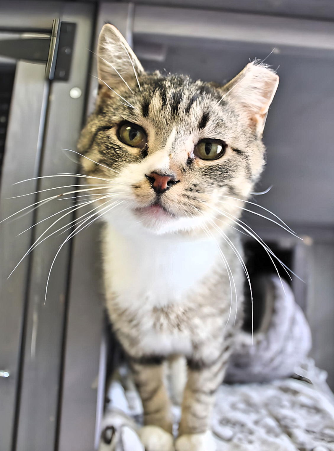 Wookie, an adoptable Domestic Short Hair in Laramie, WY, 82073 | Photo Image 2