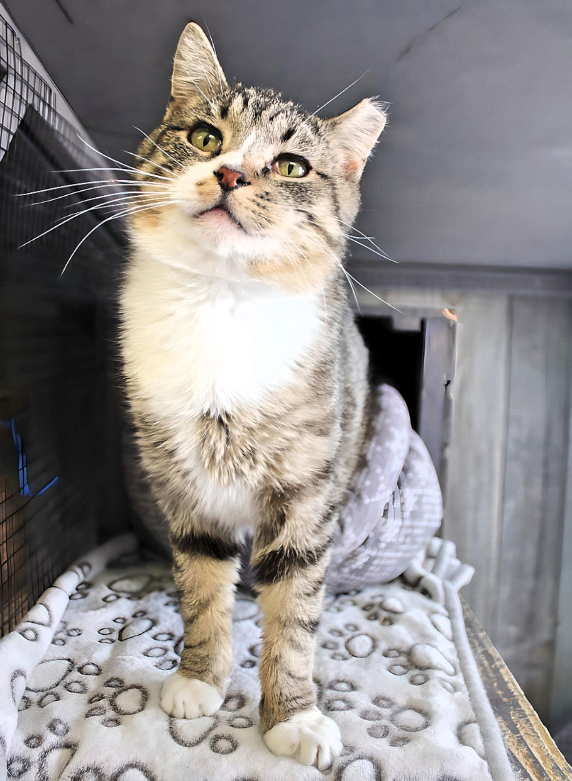 Wookie, an adoptable Domestic Short Hair in Laramie, WY, 82073 | Photo Image 3