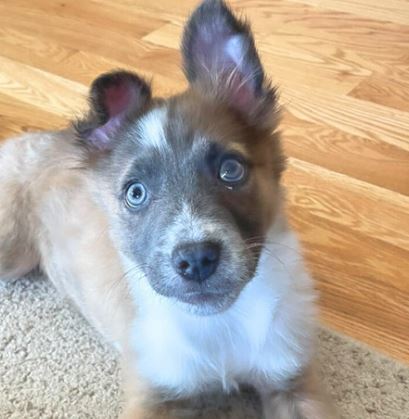 Dusty (FTF- Albany County Only), an adoptable Australian Cattle Dog / Blue Heeler in Laramie, WY, 82073 | Photo Image 1