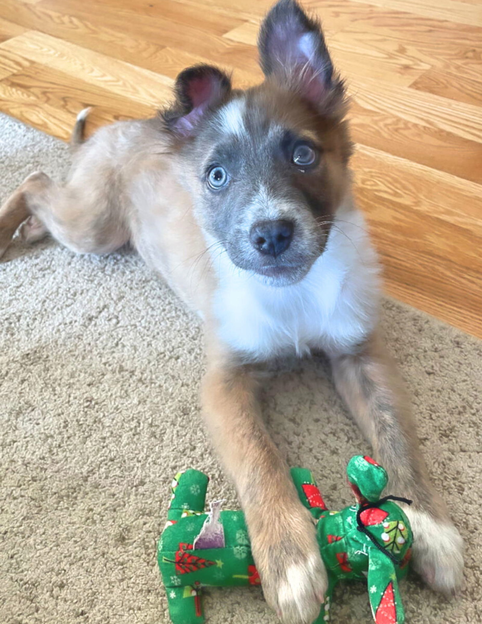 Dusty (FTF- Albany County Only), an adoptable Australian Cattle Dog / Blue Heeler in Laramie, WY, 82073 | Photo Image 2