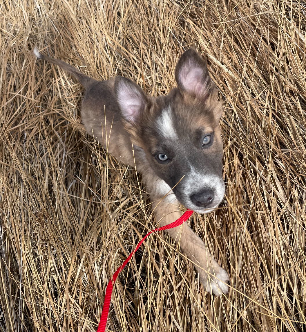 Dusty (FTF- Albany County Only), an adoptable Australian Cattle Dog / Blue Heeler in Laramie, WY, 82073 | Photo Image 3