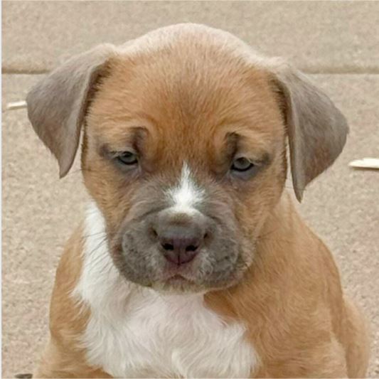 Penelope (FTF -Albany County Only), an adoptable Pit Bull Terrier in Laramie, WY, 82073 | Photo Image 1