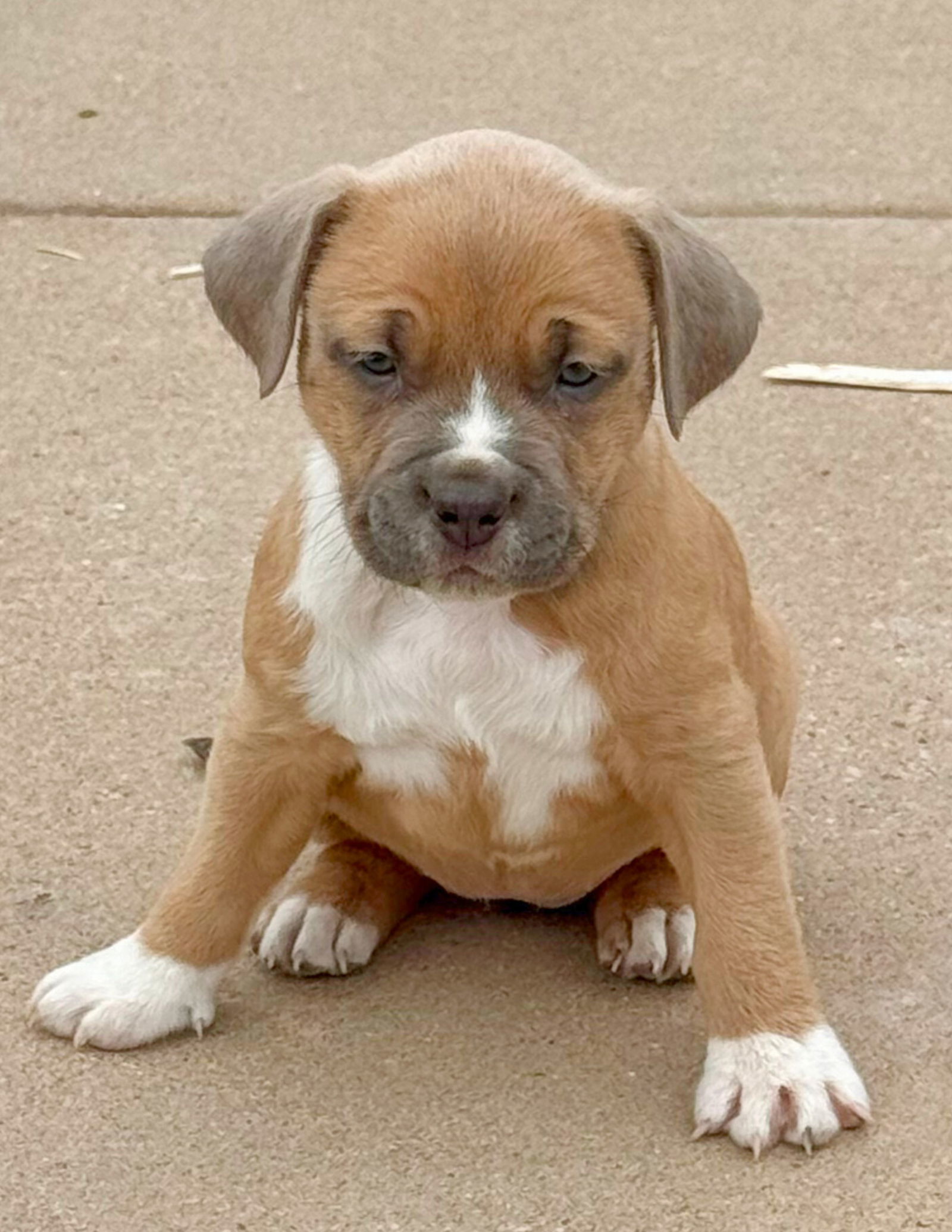 Penelope (FTF -Albany County Only), an adoptable Pit Bull Terrier in Laramie, WY, 82073 | Photo Image 2
