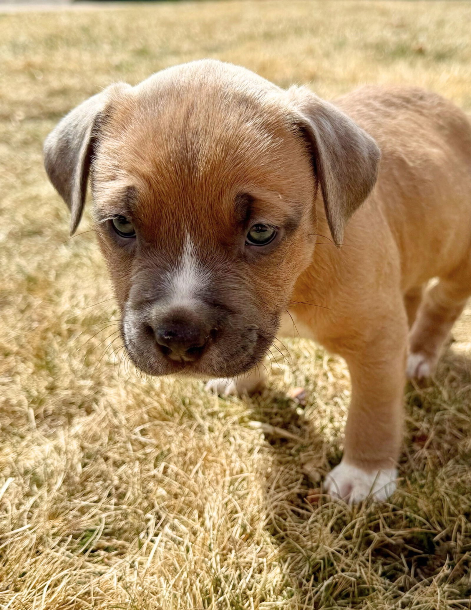 Penelope (FTF -Albany County Only), an adoptable Pit Bull Terrier in Laramie, WY, 82073 | Photo Image 3