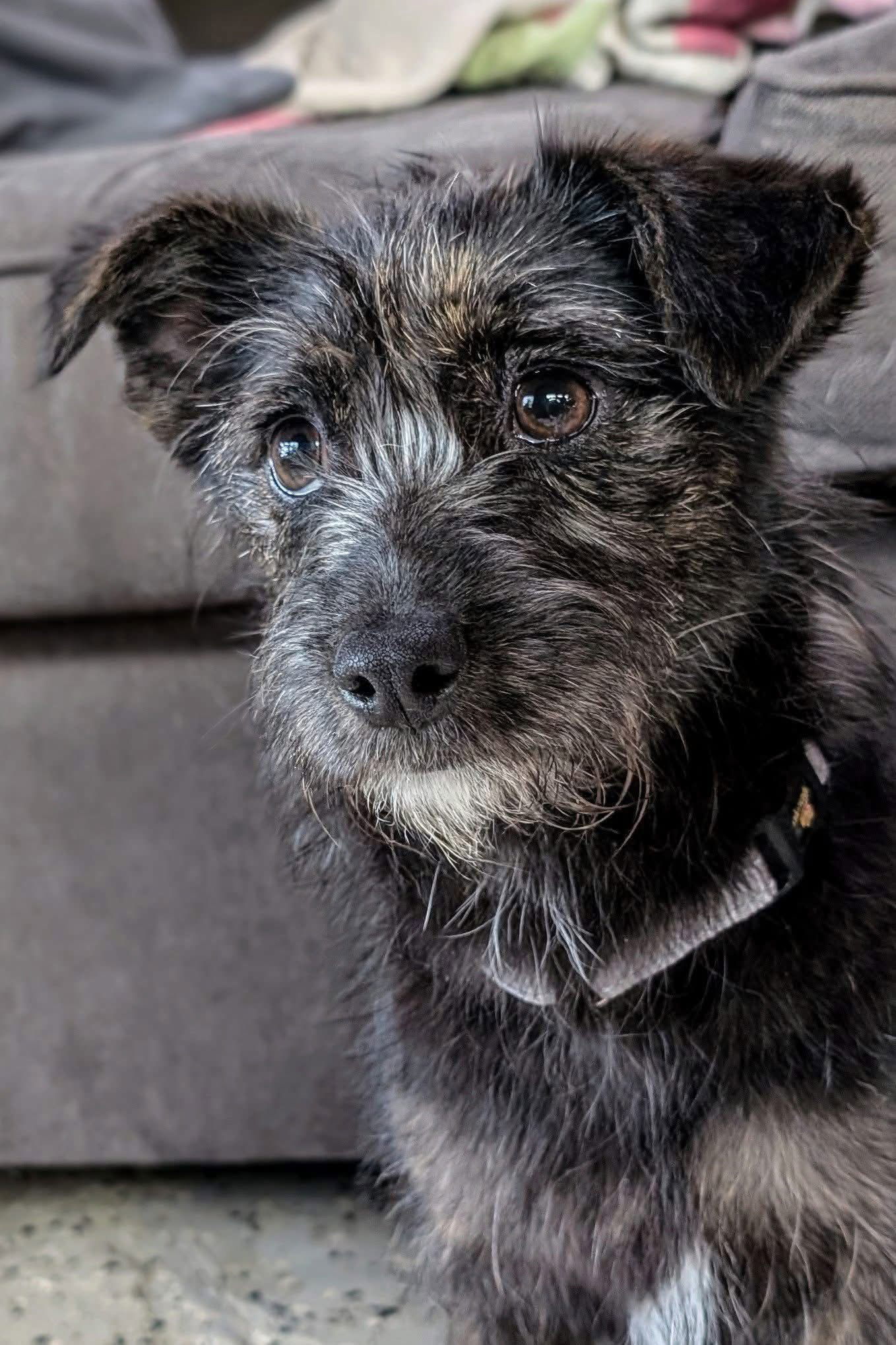 Gracie, an adoptable Wire Fox Terrier in New London, WI, 54961 | Photo Image 1