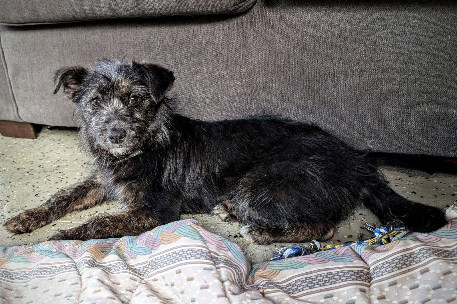 Gracie, an adoptable Wire Fox Terrier in New London, WI, 54961 | Photo Image 2