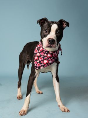 Pippy Mixed Breed Dog