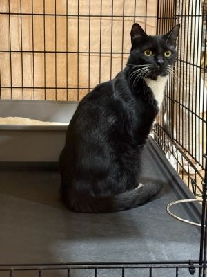 Violet, Young Female unknown