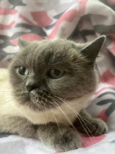 Coco