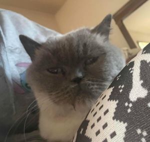 Coco, Adult Female Domestic Short Hair