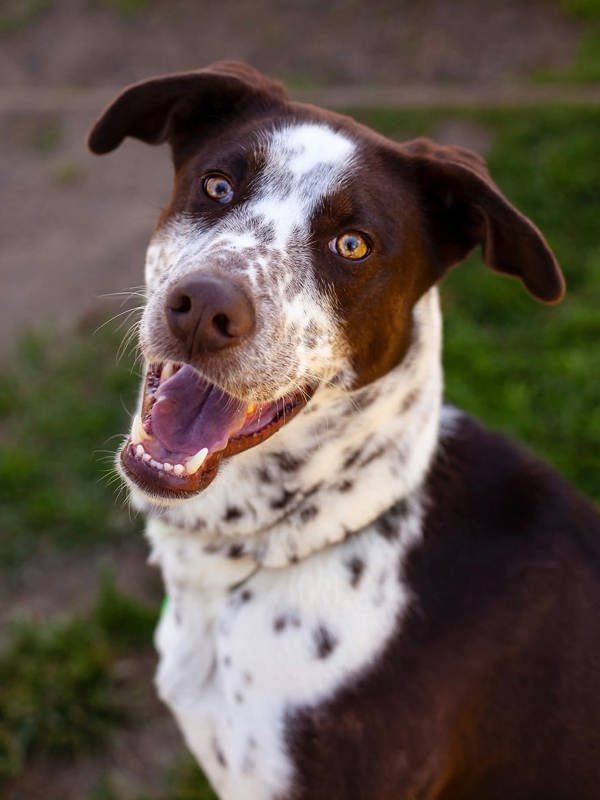 Jake, an adoptable German Shorthaired Pointer in Kennewick, WA, 99336 | Photo Image 1