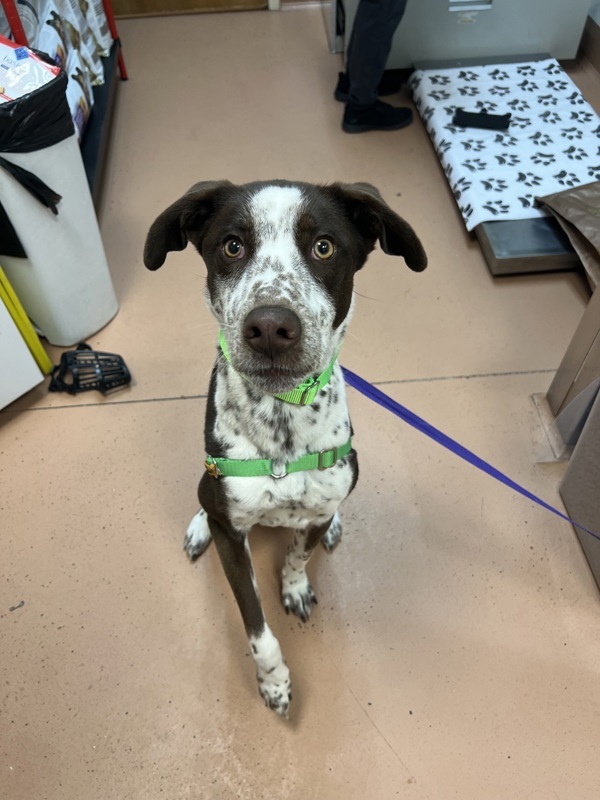 Jake, an adoptable German Shorthaired Pointer in Kennewick, WA, 99336 | Photo Image 2
