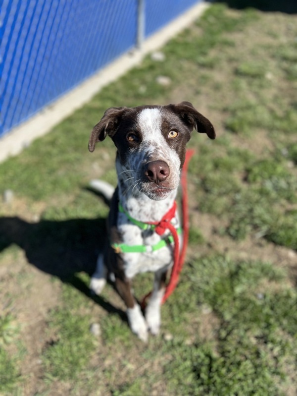 Jake, an adoptable German Shorthaired Pointer in Kennewick, WA, 99336 | Photo Image 3