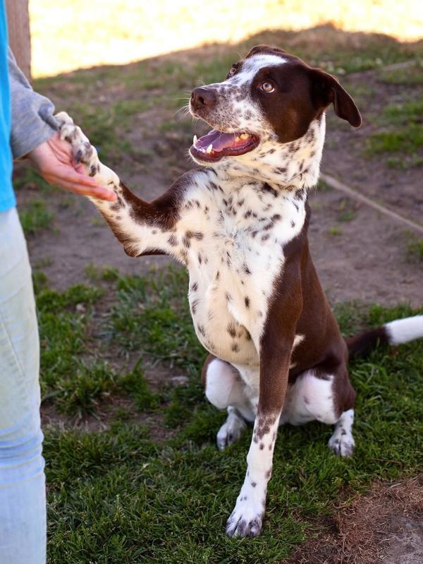 Jake, an adoptable German Shorthaired Pointer in Kennewick, WA, 99336 | Photo Image 4