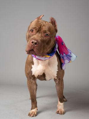CARMELO Mixed Breed Dog