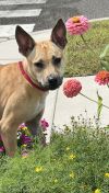 Reeses Puppycups photo 2