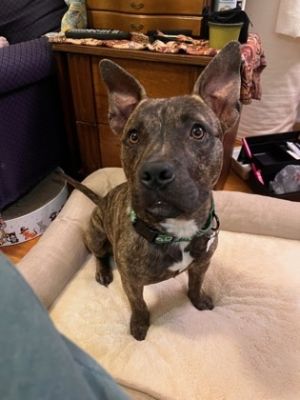 Turf Mixed Breed Dog