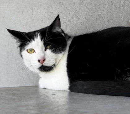 Miss Amy, an adoptable Domestic Short Hair in Walla Walla, WA, 99362 | Photo Image 1