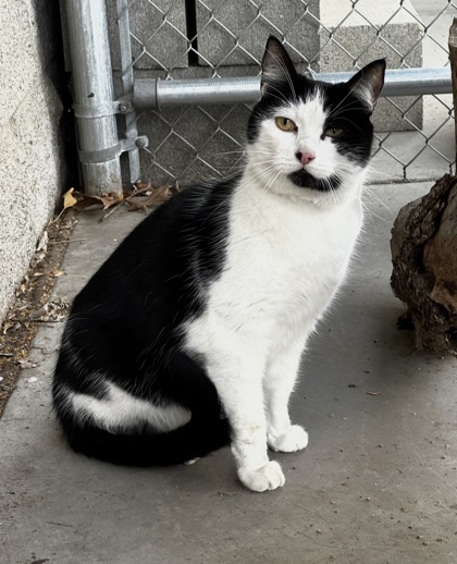 Miss Amy, an adoptable Domestic Short Hair in Walla Walla, WA, 99362 | Photo Image 2