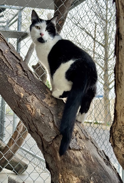 Miss Amy, an adoptable Domestic Short Hair in Walla Walla, WA, 99362 | Photo Image 3