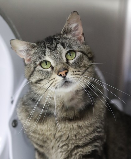 Fox, an adoptable Domestic Short Hair in Walla Walla, WA, 99362 | Photo Image 1