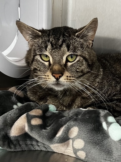 Fox, an adoptable Domestic Short Hair in Walla Walla, WA, 99362 | Photo Image 2