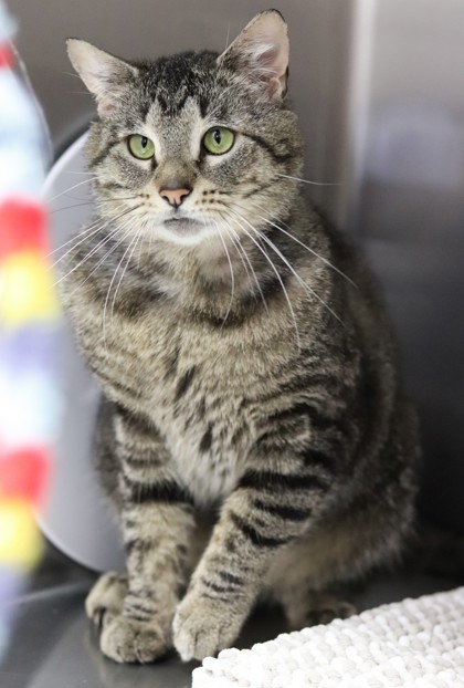 Fox, an adoptable Domestic Short Hair in Walla Walla, WA, 99362 | Photo Image 2