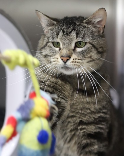 Fox, an adoptable Domestic Short Hair in Walla Walla, WA, 99362 | Photo Image 3