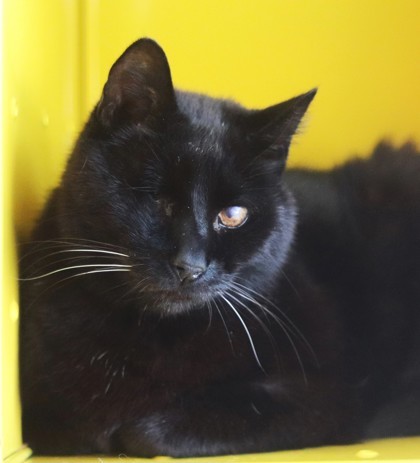 B.C. Winky, an adoptable Domestic Short Hair in Walla Walla, WA, 99362 | Photo Image 1